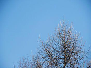 Low angle view of tree against clear blue sky