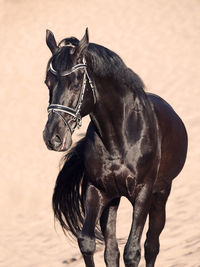 Black horse walking on sand