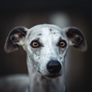 Close-up portrait of dog against black background