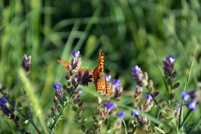 Close-up of butterfly pollinating on purple flower