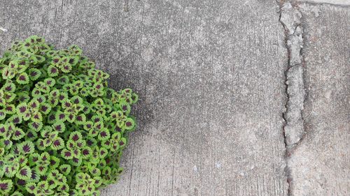 High angle view of plants by wall