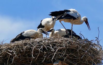 Low angle view of birds in nest against sky