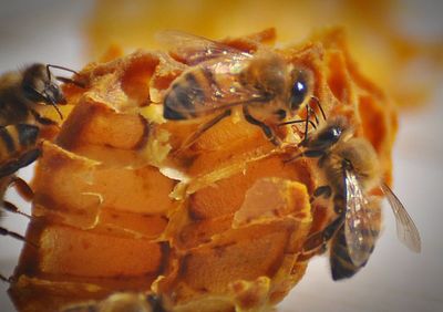 Close-up of insect