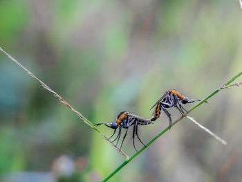 Close-up of insect on leaf