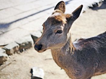 Close-up of a horse