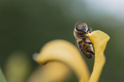 Close-up of bee pollinating on flower