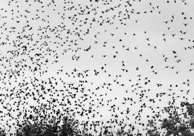 Low angle view of birds flying in sky
