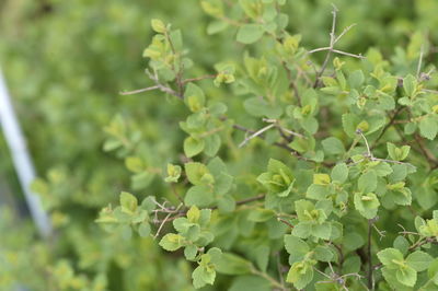 Close-up of fresh green leaves on plant