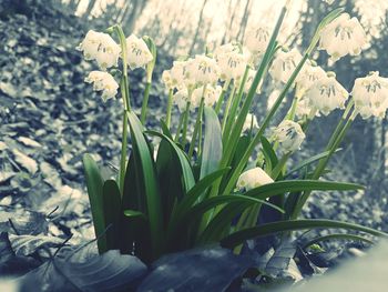 Close-up of flowers blooming outdoors