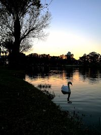 Silhouette ducks by lake against sky during sunset