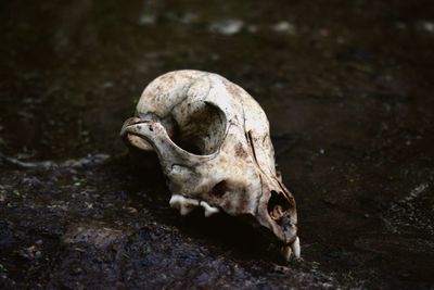 Close-up of animal skull