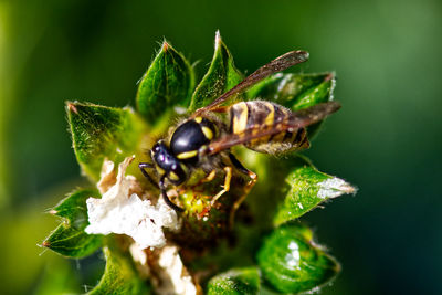 Close-up of insect on flower