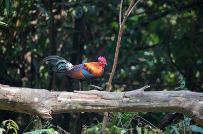 Bird perching on branch