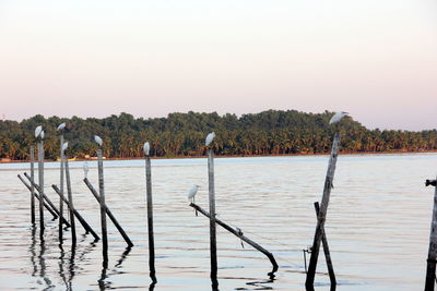 Herons perching on wooden post in sea against clear sky