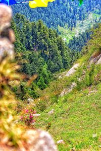 Plants growing on land