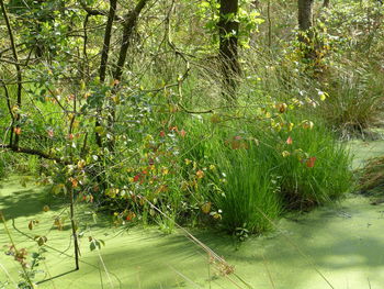 Plants growing in forest