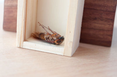 Close-up of dead cockroach in wooden block