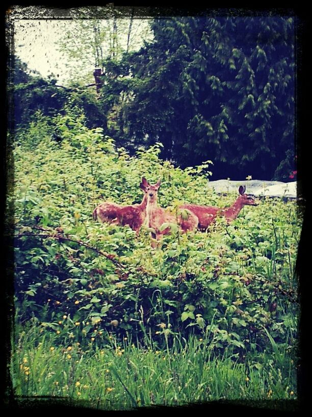 transfer print, grass, auto post production filter, field, grassy, growth, plant, green color, nature, animal themes, tranquility, landscape, tree, day, outdoors, mammal, domestic animals, no people, beauty in nature, tranquil scene