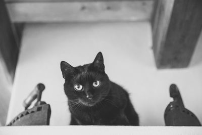 Low angle portrait of cat on table at home