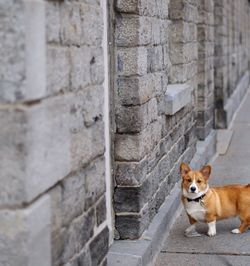 Portrait of dog on wall