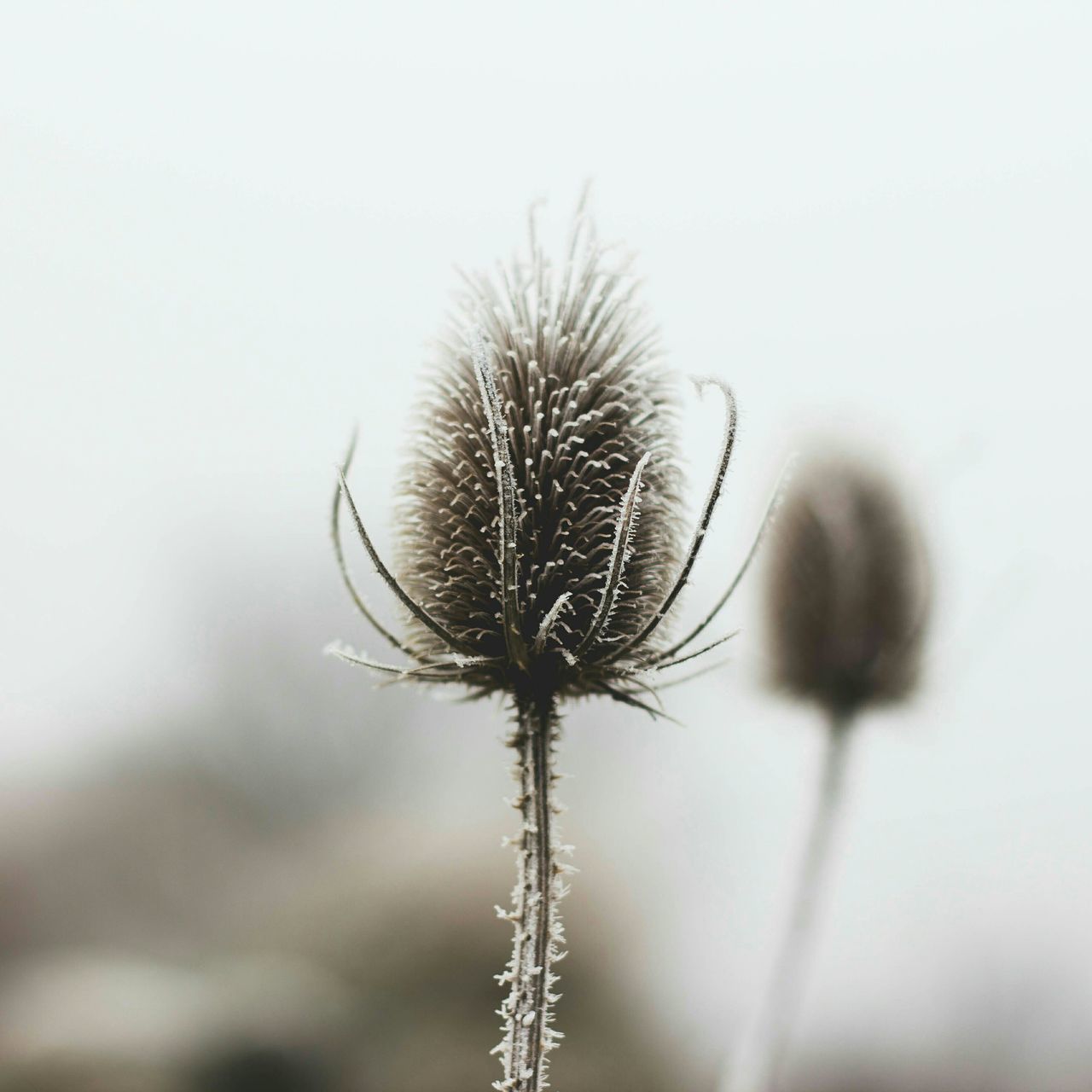 flower, close-up, growth, stem, fragility, focus on foreground, nature, plant, beauty in nature, dandelion, freshness, selective focus, dry, clear sky, no people, outdoors, thistle, copy space, day, single flower