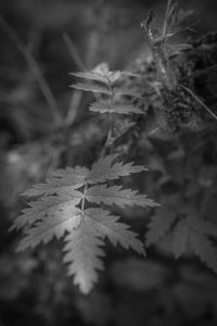 Close-up of maple leaves on land