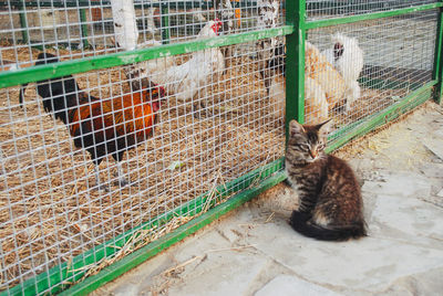 High angle view of cat sitting in cage