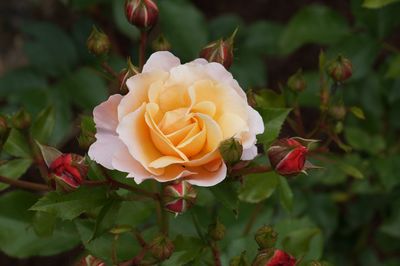 Close-up of rose