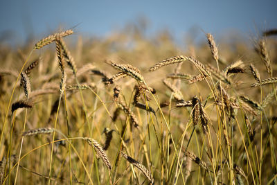 Close-up of wheat growing on field against sky