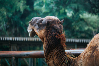 Close-up of camel