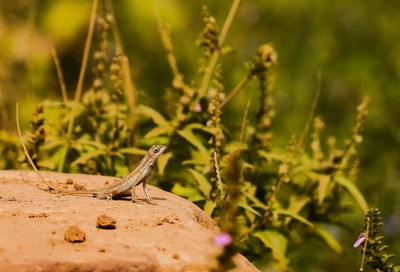 Lizard on rock against plants