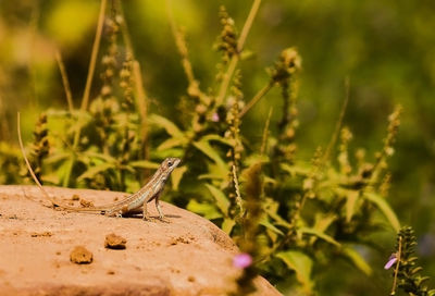 Close-up of plant against blurred background