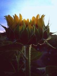 Macro shot of flowering plant against sky