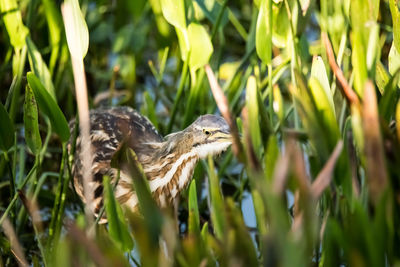 Bird perching on a plant