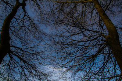 Low angle view of bare trees against blue sky