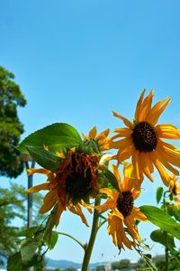 Low angle view of flowering plant against sky