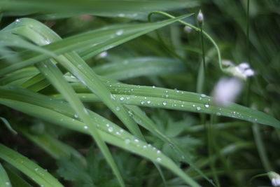 Close-up of raindrops on grass