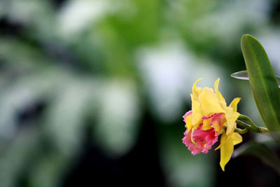 Close-up of yellow flowering plant