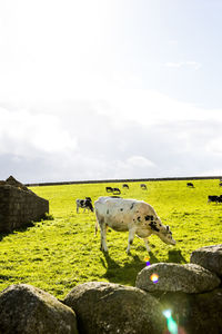 View of horse in field