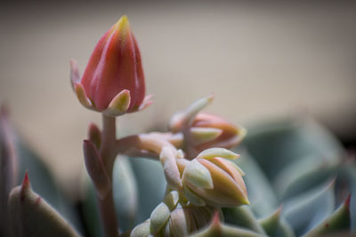 Close-up of pink bud