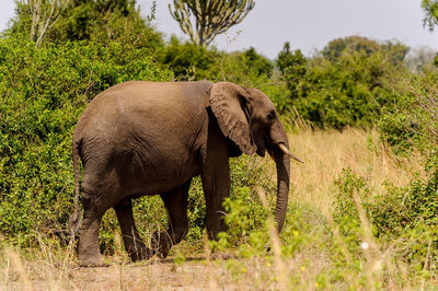 Elephant in a field