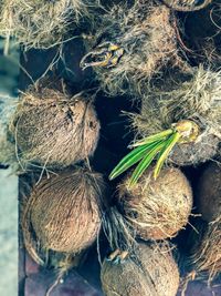 High angle view of crab tied on plant