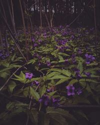 Close-up of purple flowers growing on plant