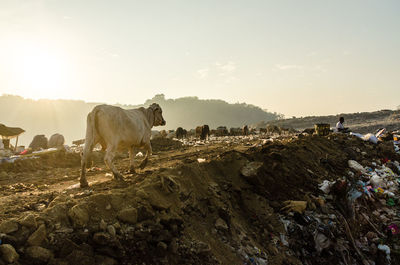 Cows on field against sky