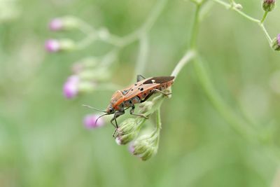 Close-up of insect on flower