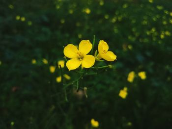 Close-up of yellow flowers blooming outdoors