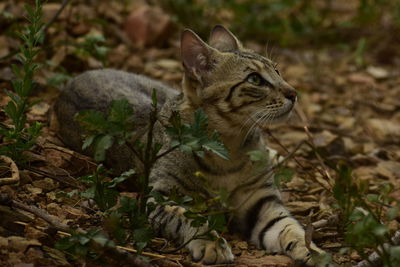 Close-up of a cat looking away
