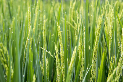 A rice plants that are starting to bear fruit with leaves lined up vertically and dew sticking up