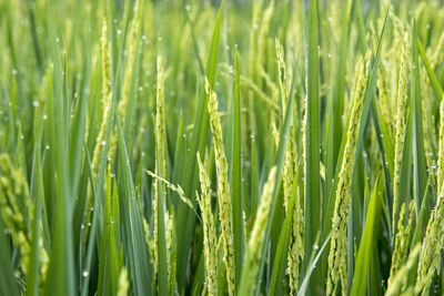 Full frame shot of corn field