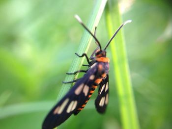 Close-up of insect on leaf